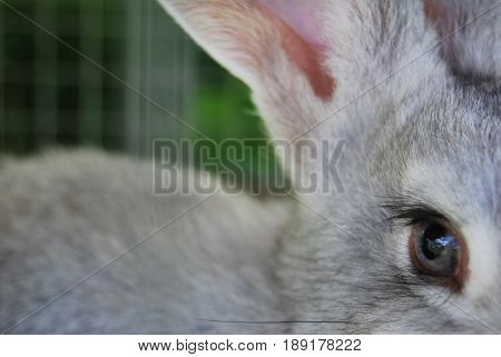 Eye of a rabbit in a macro