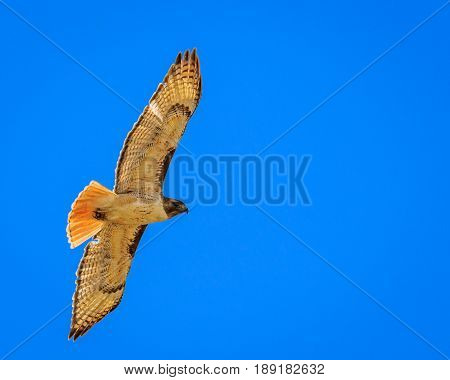 Red tailed hawk soaring lliesurely against a blue sky keeping its eye on you