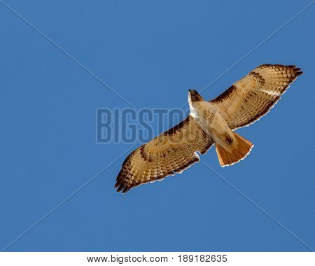Red tailed hawk soaring against cloudless sky displaying its feathers