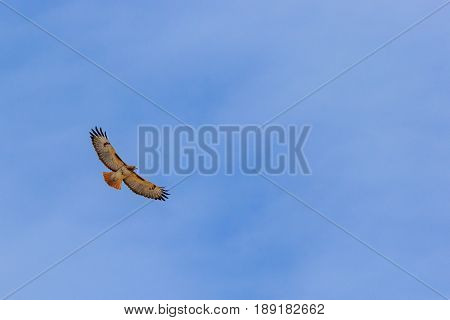 Beautiful wingspan view of Red tailed hawk soaring in the sky