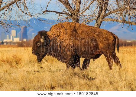 Bison stratching its side on a tree with the Denver skyline in the distance.