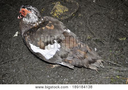 one musk indoda Drake in the yard of a chicken coop