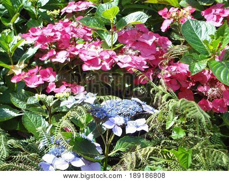 Colorful flowers and plants in a garden on a sunny day.