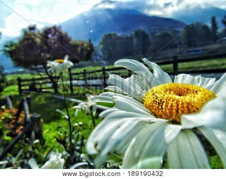 Diente de león con montañas de fondo.