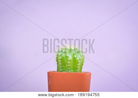 Little beautiful cactus purple background hipster tone