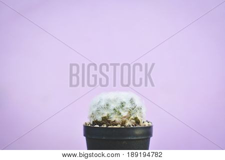 Little beautiful cactus purple background hipster tone