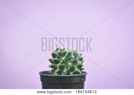 Little beautiful cactus purple background hipster tone