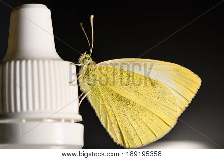 Pieris Brassicae Butterfly Cabbage Sitting On A Bottle On A Black Background