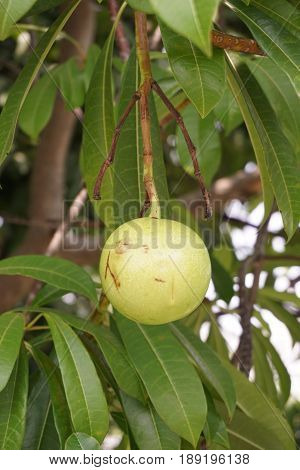 close up fresh green cerbera odollam fruit in nature garden