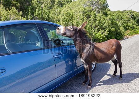 Wild donkey approaches blue car near Apostolos Andreas monastery in Karpasia Cyprus.