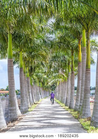 Long An, Vietnam - May 21st, 2017: Farmers driving on roads planted trees Cuban Royal Palm along a rural road on field in Long An, Vietnam