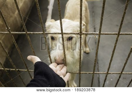 Locked kennel dogs abandoned sadness, detail of a dog