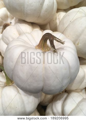 White pumpkin fresh vegetable for your health