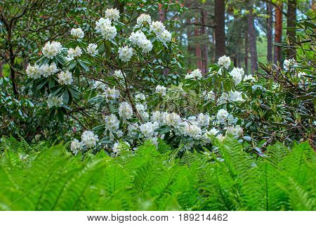 Blooming rhododendron bushes. Latvian University Rhododendron nursery 