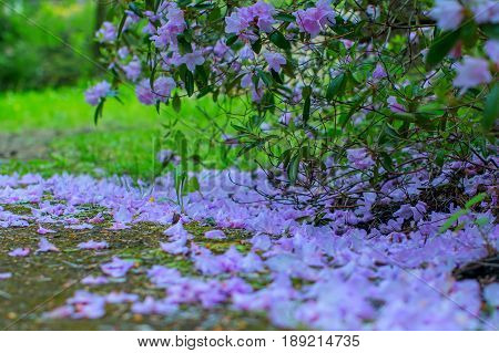 Blooming rhododendron bushes. Latvian University Rhododendron nursery 