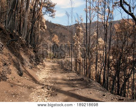 World heritage forests of Madeira terribly destroyed by fires in 2016. Some of trees have enormous will of life and survived this disaster.