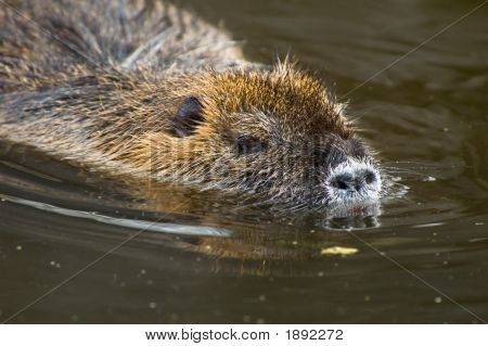 Sumpbäver eller Nutria