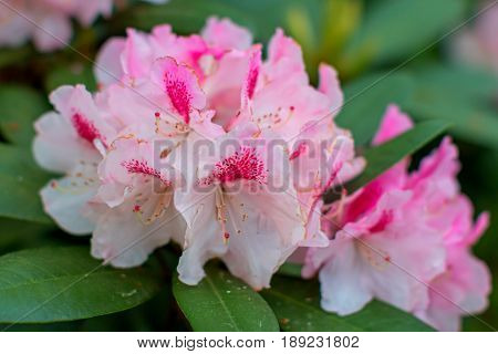 Rhododendron beautiful flower. Latvian University Rhododendron nursery 