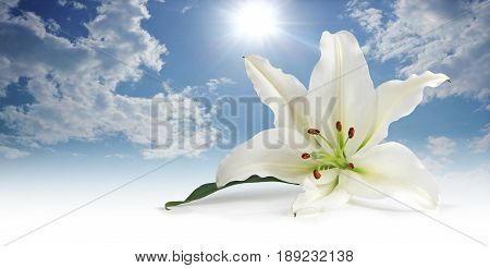 Pure white Lily against a sunny blue sky - lily head in foreground   with fluffy clouds and sunny blue sky behind