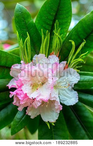 Rhododendron beautiful flower. Latvian University Rhododendron nursery 