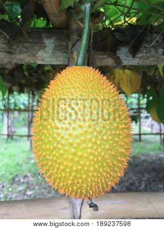 Southeast Asian Fruit Cochinchin Gourd Plant stock photo