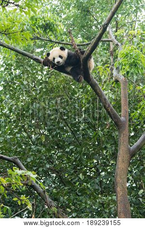 giant panda over tree in chengdu wild zoo  