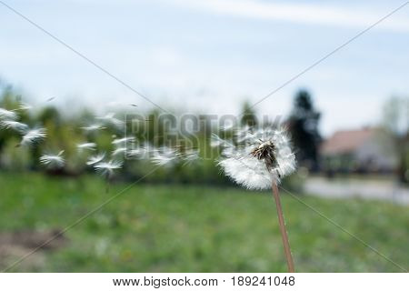 Dandelion On The Wind. Dandelion Fluff. Dandelion Tranquil Abstract Closeup Art Background.