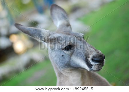 Portrait of a kangaroo, kangaroo head close up