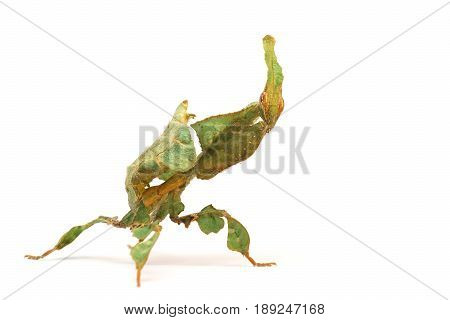 Mantis (Phyllocrania paradoxa) on a white background