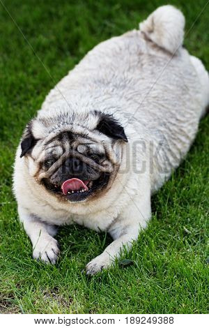 A pug dog outdoors in a garden. portrait of a lovely funny white cute fat good pug dog
