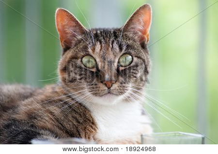 ภาพเหมือนของ cat greeneyed สวยงาม