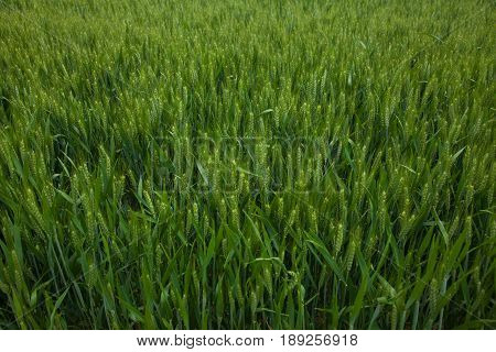 A Young Wheat Field Still Green In The French Countryside