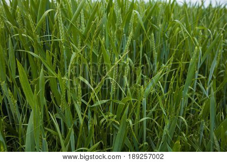 A Young Wheat Field Still Green In The French Countryside