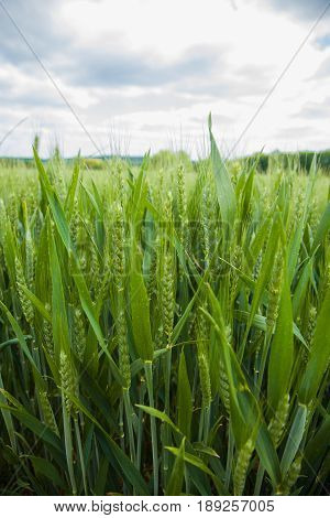 A Young Wheat Field Still Green In The French Countryside