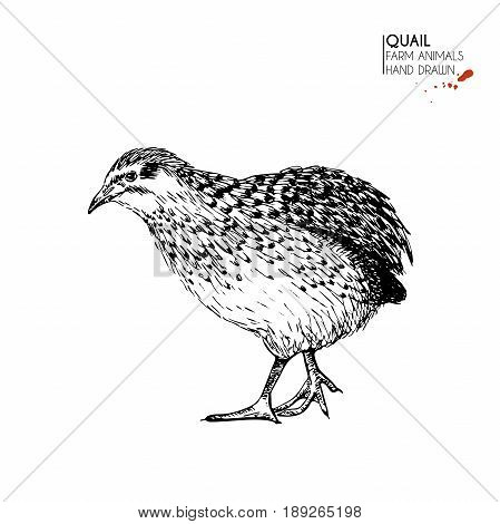 Vector hand drawn set of farm animals. Isolated quail bird. Engraved art. Organic sketched farming birds. Use for restaurant, menu, grocery, market, store, party, meal