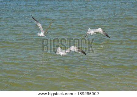 Three sandwich terns flying over the ocean.