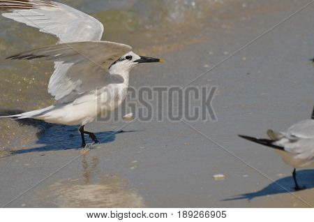 Sandwich tern bird with his wings extended on the beach.