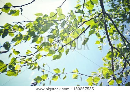Birch leaves up close in summer, Scandinavia.