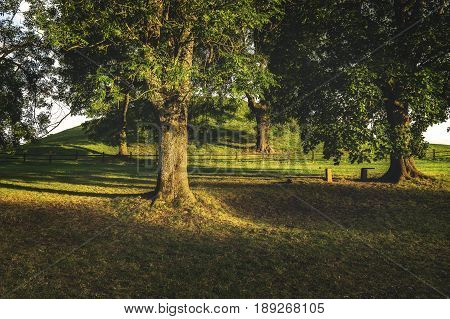Beautiful forest avenue with trees, grass, plants and various other vegetation.