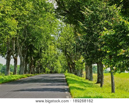 Beautiful forest avenue with trees, grass, plants and various other vegetation.
