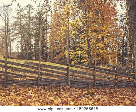 Beautiful forest avenue with trees, grass, plants and various other vegetation.