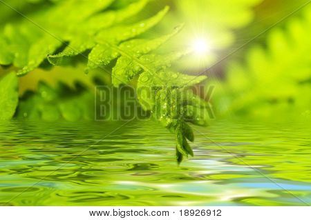 Foglia di felce riflettuto nell'acqua