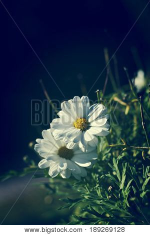 Summer flowers growing visibly with the warm climate