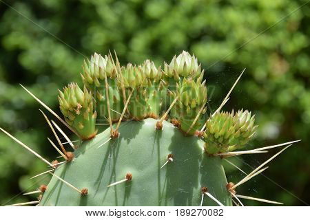 Buds and thorns of Opuntia ficus-indica, Indian fig, species of cactus that has been a domesticated crop plant in arid and semiarid areas