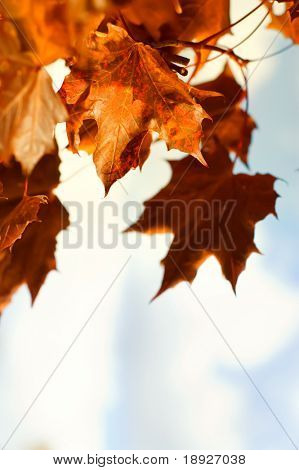 Beautiful autumn leaves against sky (shallow dof)
