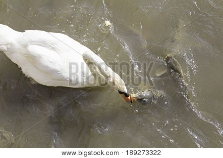 Swan And Fish