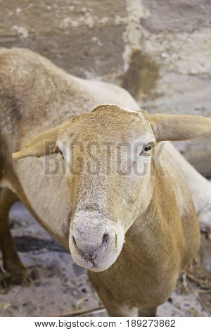 Young Goat