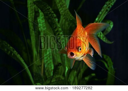 Goldfish aquarium a fish on the background of aquatic plants