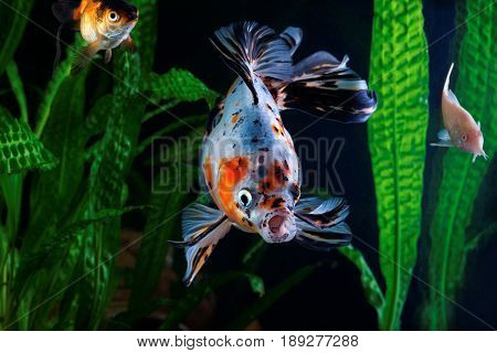 Goldfish aquarium a group of fish on the background of aquatic plants