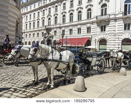 Two White Decorated Horses, Called Fiaker, Waiting For Tourists